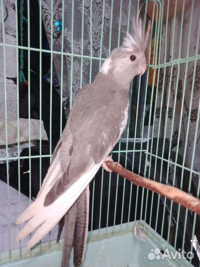 Попугай корелла