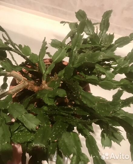 Декабрист взрослое растение