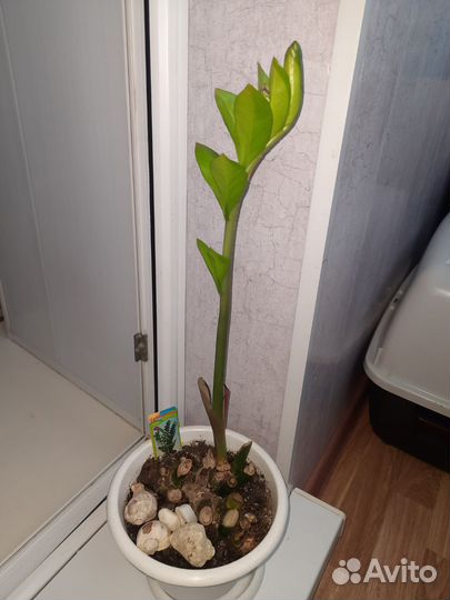 Замиокулькас