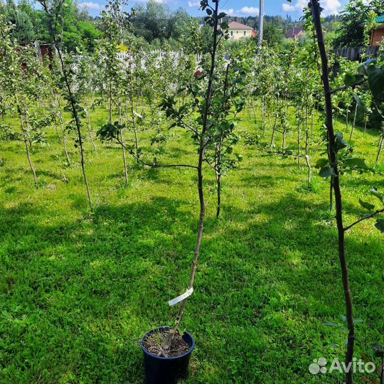 Яблоня Министр Киселёв