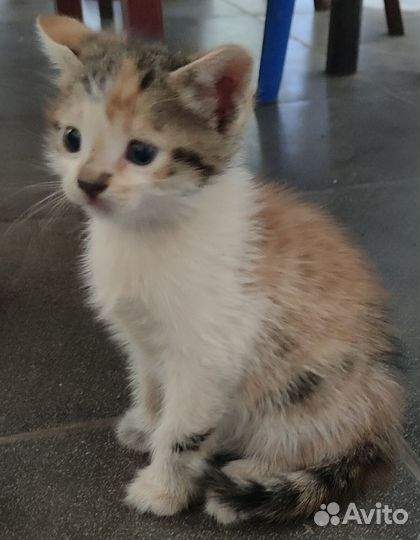 Котята 5 недель