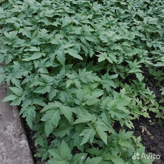 Рассада помидор огурцов перцев