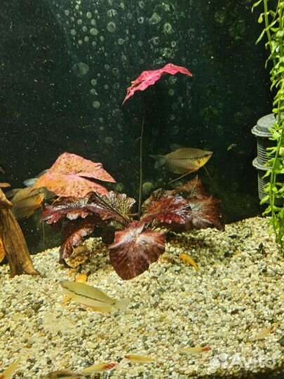 Гурами жемчужные
