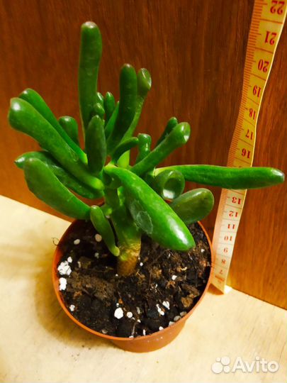 Нолина Бокарнея