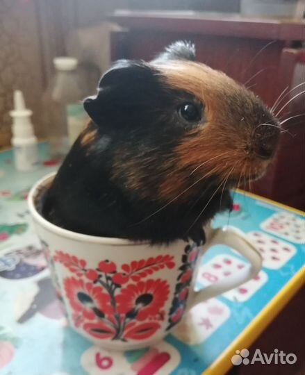 Морская свинка 2,5 месяца