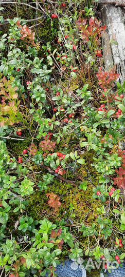 Ягода Брусника перебранная чистая