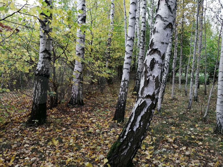 Участок 9,7 сот. (ИЖС)