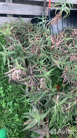 Комнатные растения цветы бесплатно