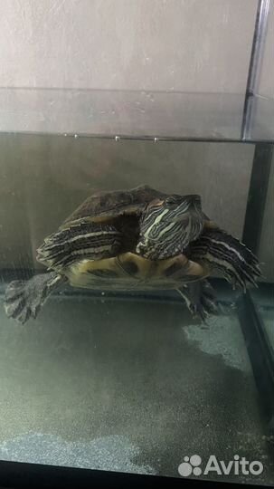 Отдам красноухую черепаху с аквариумом
