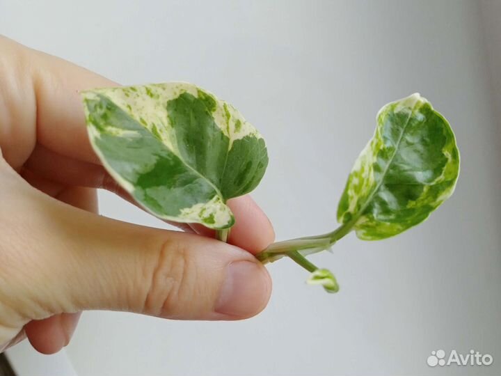 Сциндапсус мунлайт,хеппи лиф,Вайт пантер и д.р