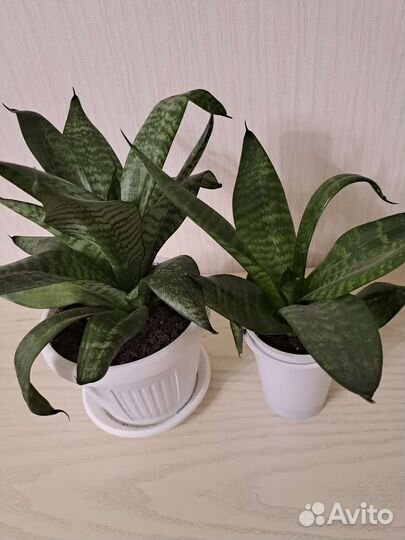 Сансевиерия