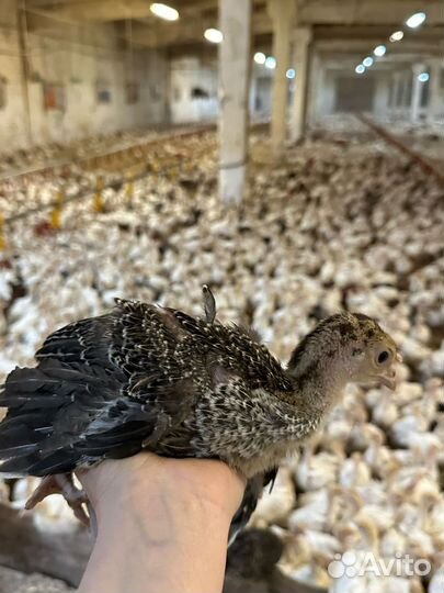 Домашняя индейка