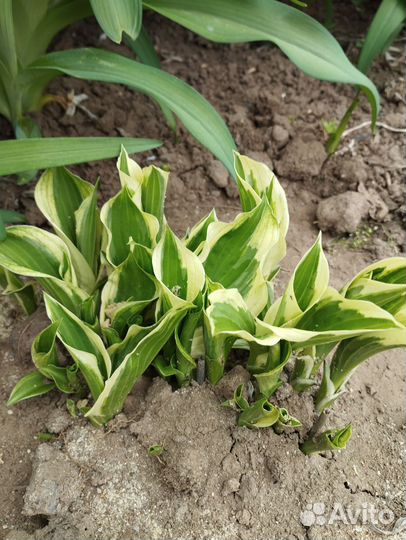 Садовые растения и цветы