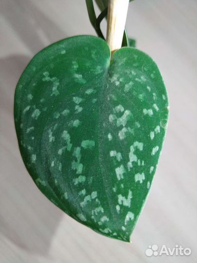 Эпипремнум, сциндапсус