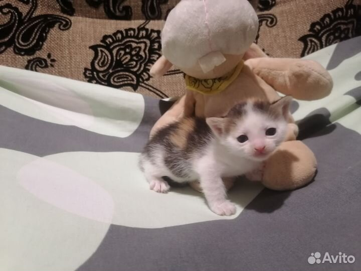 Кошка