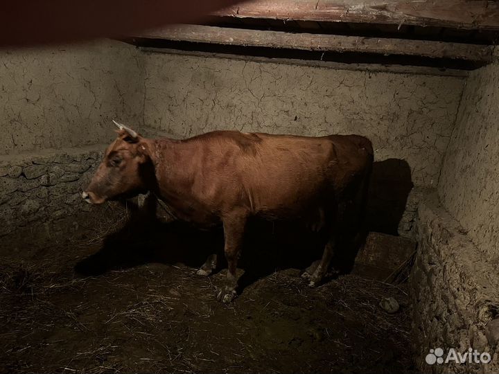 Корова первородка