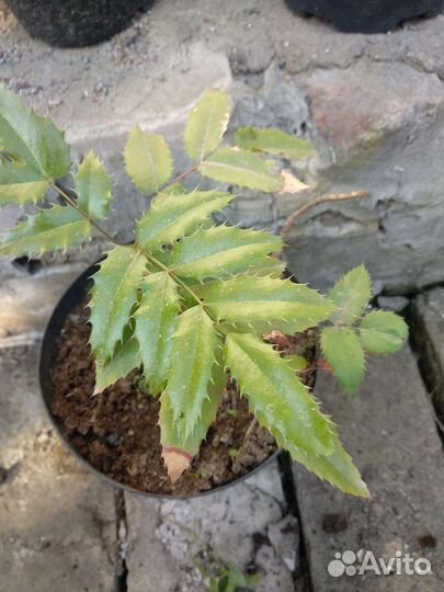 Магония падуболистная, форзиция,виноград девичий