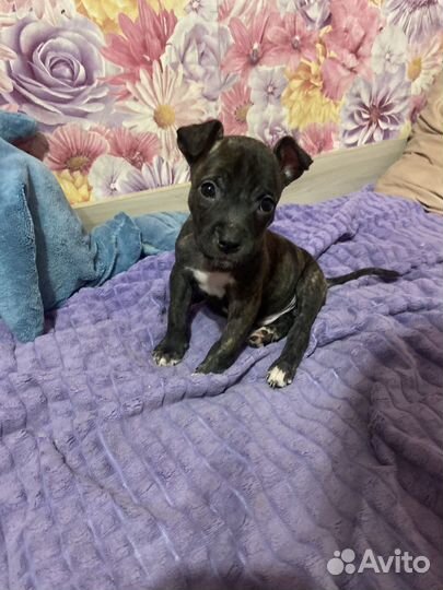 Стаффордширский терьер щенок