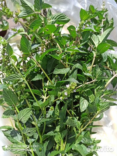 Мята перечная, мелисса, ледяная