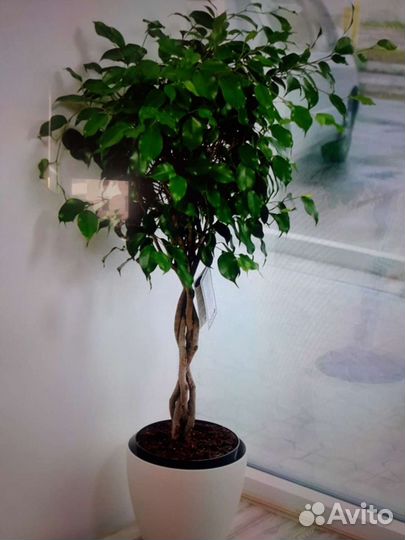 Фикус бенджамина 150 см