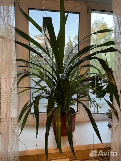 Пальма Панданус