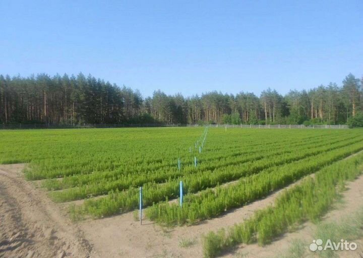 Сеянцы ели окс