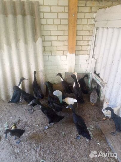 Утки индийский бегунок