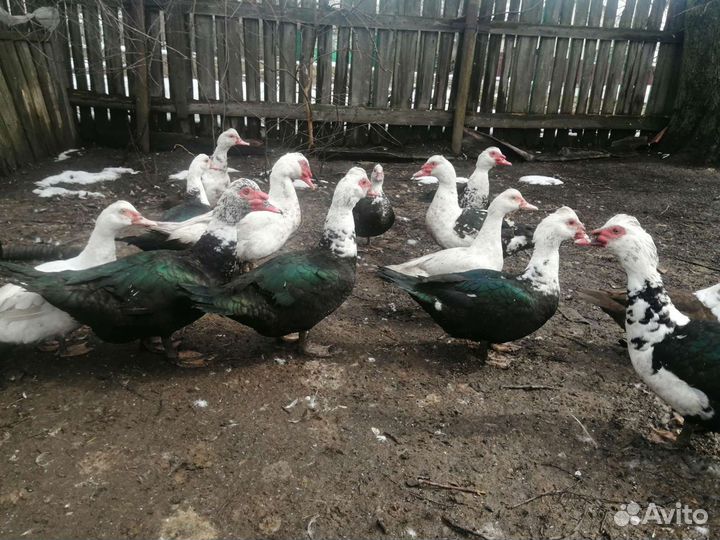 Мускусные утки