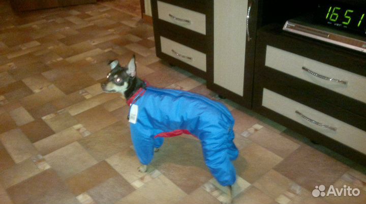 Дождевик для собак