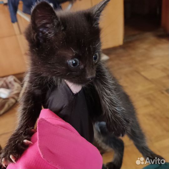 Кошки котята