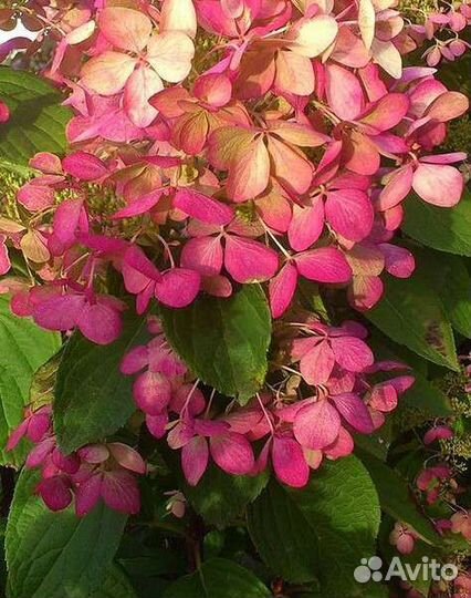 Гортензия Мэджикал Кэндл