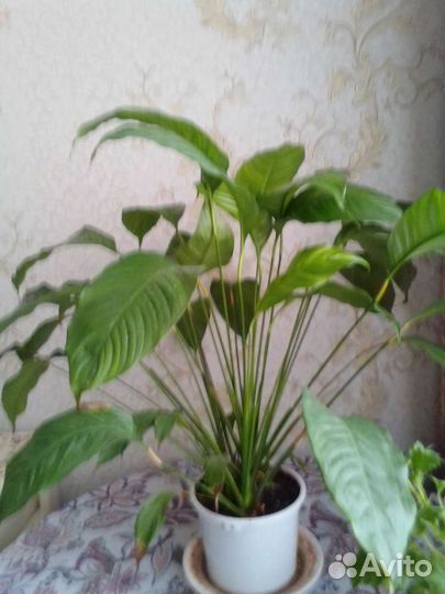 Комнатный цветок