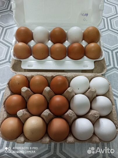 Домашние куриные яйца
