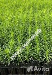 Сеянцы сосна ель зкс закрытая корневая система окс