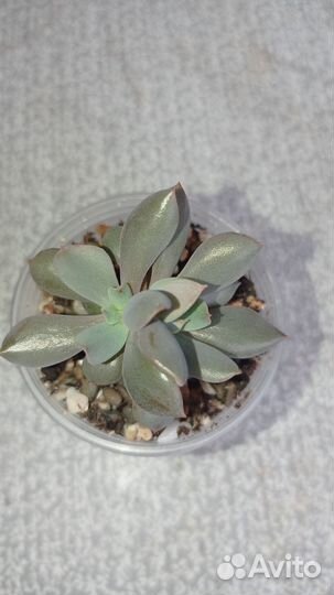 Эхеверия Black hawk