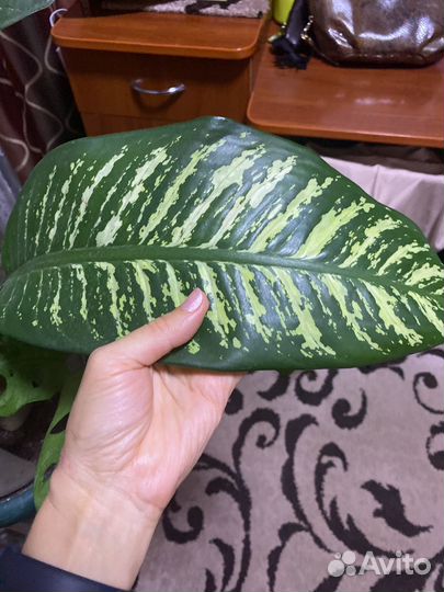 Диффенбахия гигант