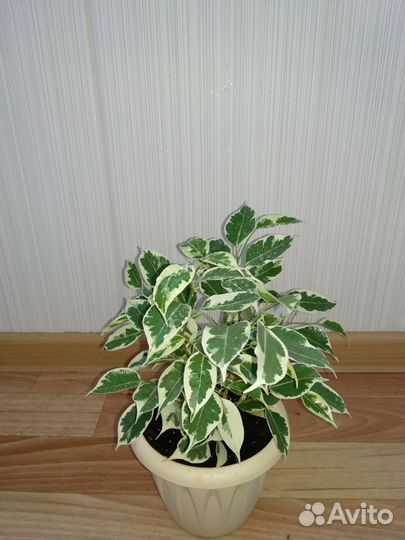 Фикус Бенджамина(сорт Старлайт)