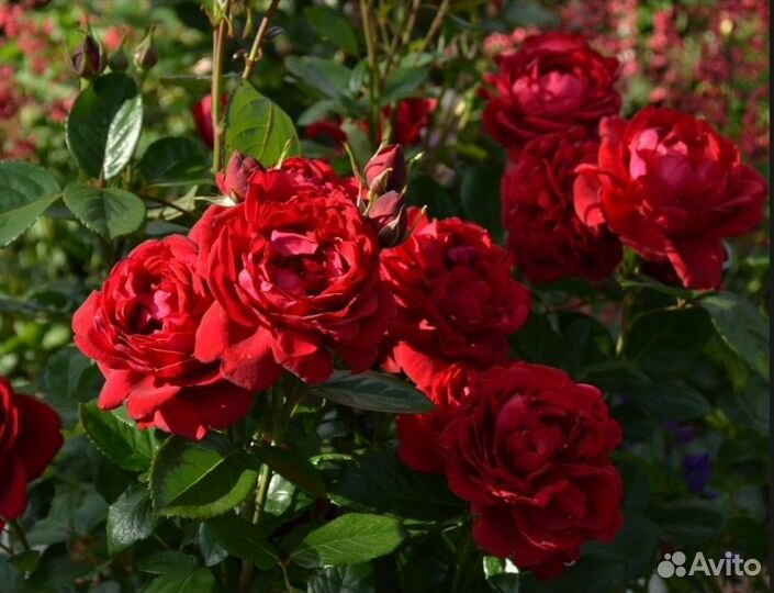 Кустовые розы