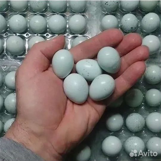 Яички перепелиные