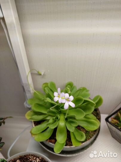 Хищные растения