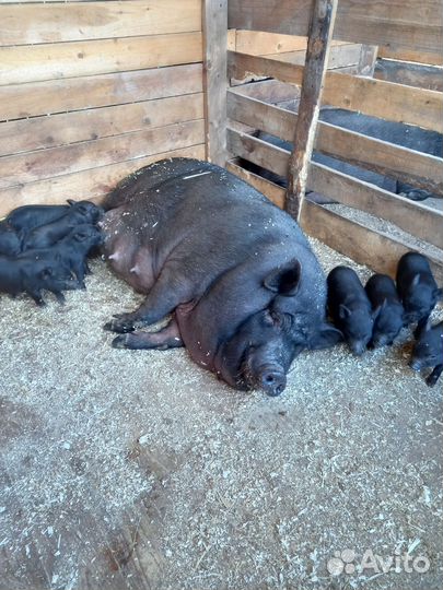 Вьетнамские поросята