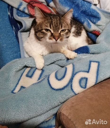 Отдам кота в добрые руки