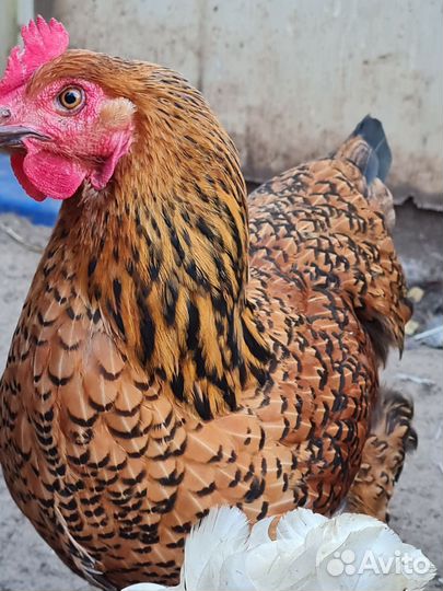 Яйцо инкубационное, Кучинские