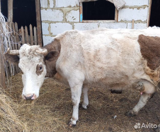 Корова с теленком