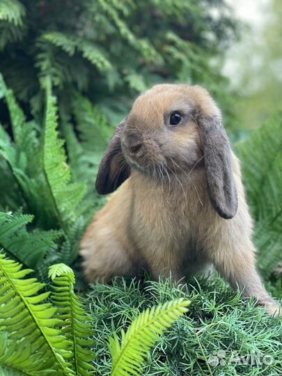 Ручные кролики