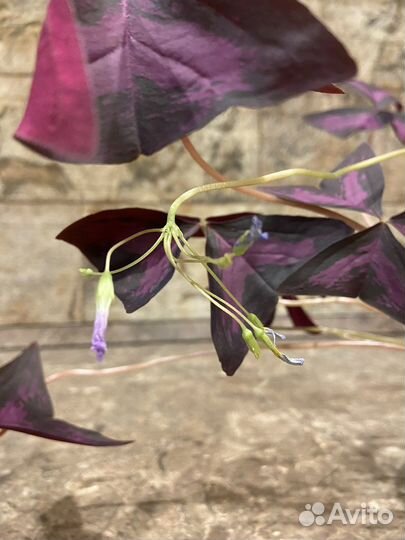 Кислица оксалис «День и ночь»