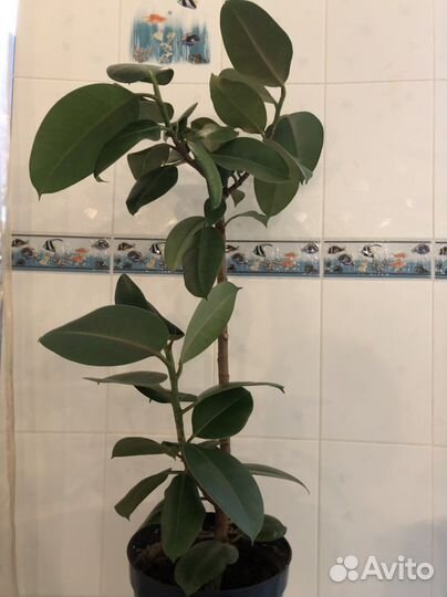 Фикусы Каучуконосные, взрослые растений