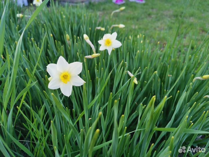 Луковицы нарциссов