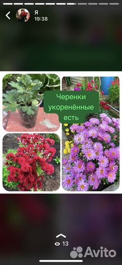 Садовые цветы многолетние