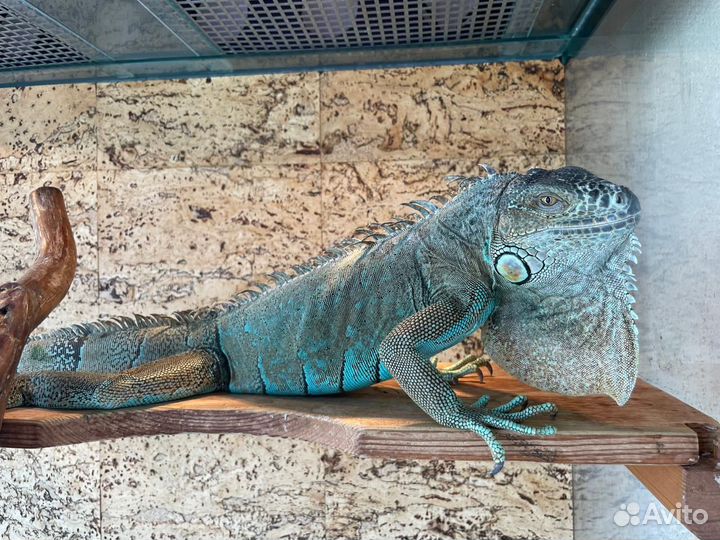 Террариум для рептилий